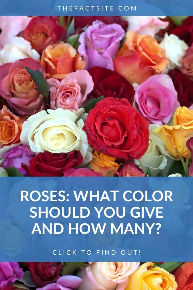 Roses: What Color Should You Give and How Many?