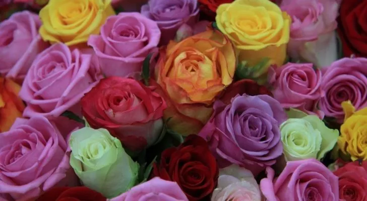 A bunch of many colored roses