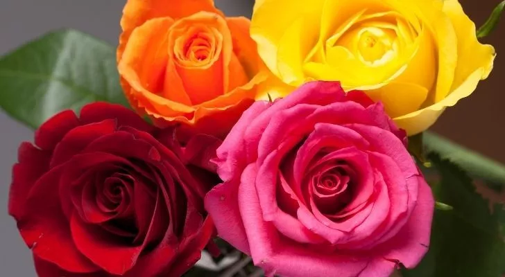 Four different color roses