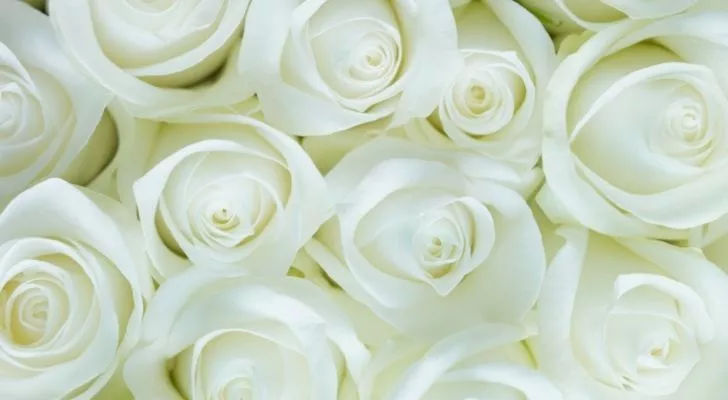 A bunch of white roses