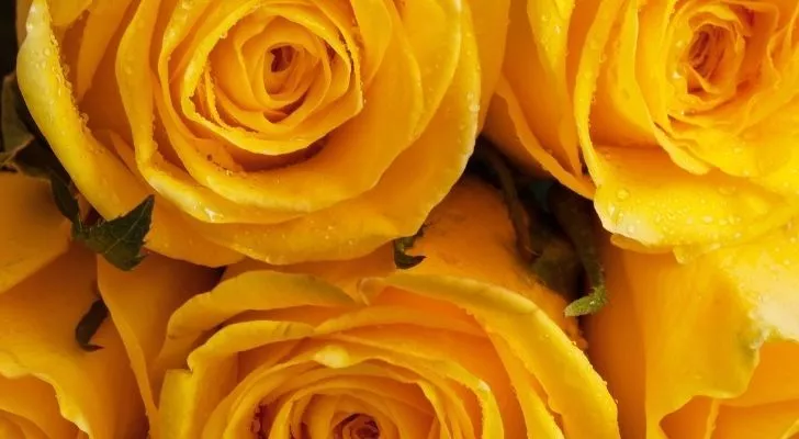 A bunch of yellow roses