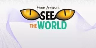 How Animals See the World