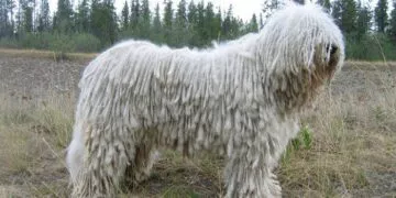 Fun Facts About Komondor Dogs