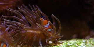 Facts About Clownfish