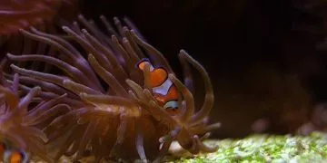 Facts About Clownfish
