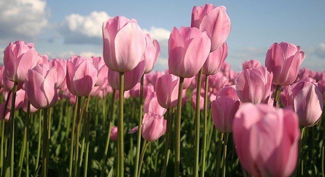 Facts About the Colour Pink
