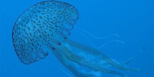 15 Fun Facts About Jellyfish