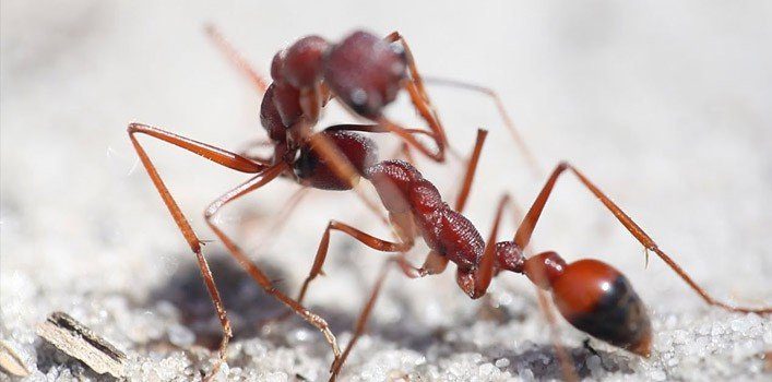 are bulldog ants the only australian ant species