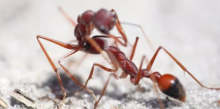 Bulldog Ant Facts
