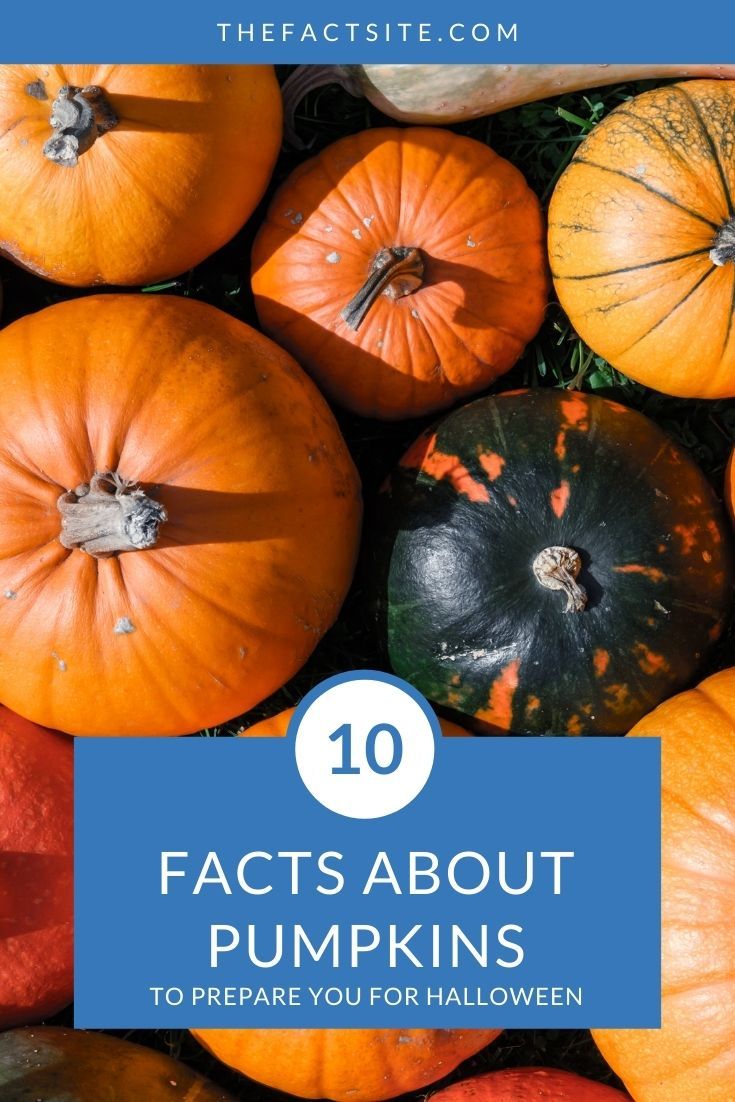 10 Facts About Pumpkins To Prepare You For Halloween The Fact Site 10-facts-about-pumpkins-to-prepare-you-for-halloween-the-fact-site