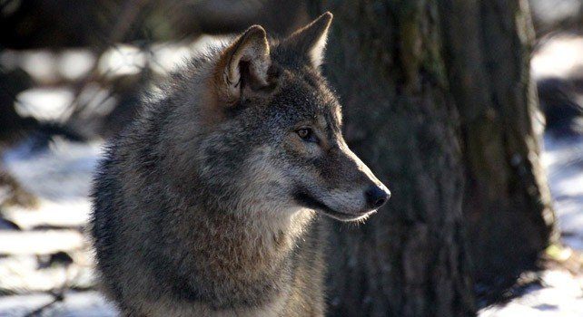15 Pictures About wolf facts - Pets Lovers