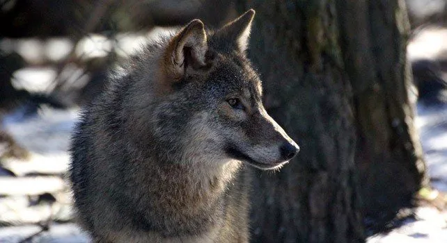 Facts About Wolves