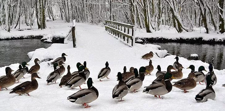 Duck’s feet can’t feel cold.