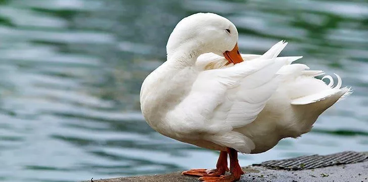 Preening helps ducks stay dry.
