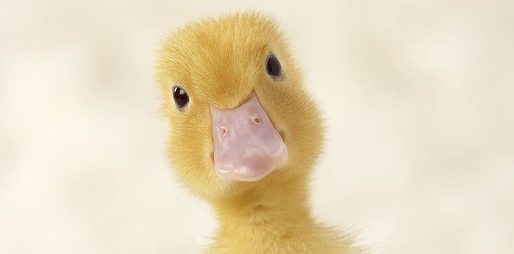 Ducks have three eyelids.