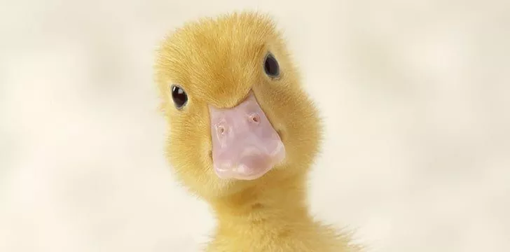 Ducks have three eyelids.