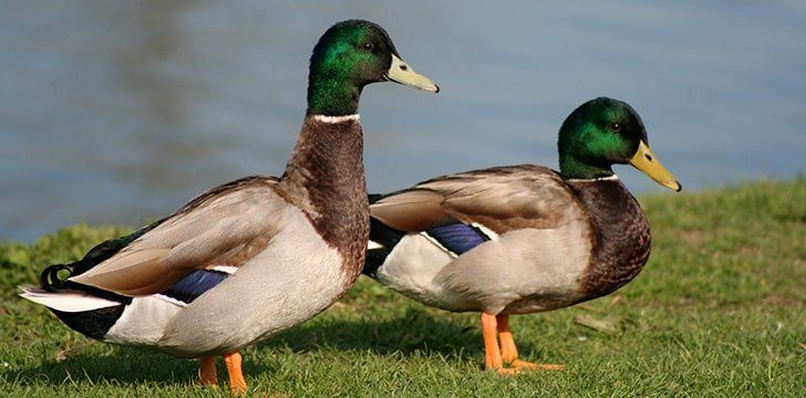 Ducks have different names.