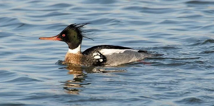 The fastest duck was a Red-breasted Merganser.