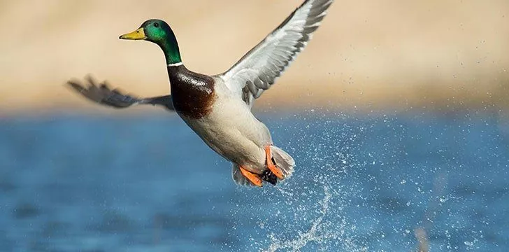 Ducks can fly as high as airplanes.