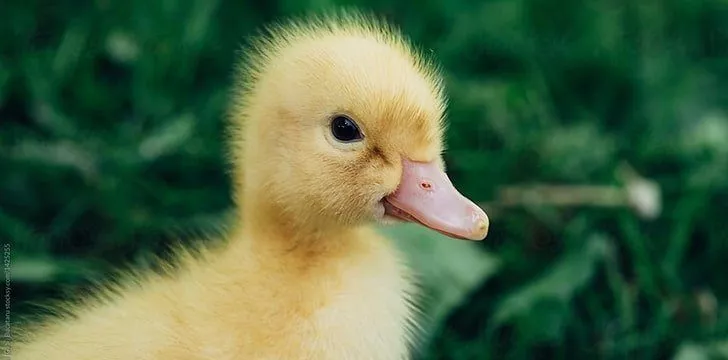 Ducklings mature quickly.