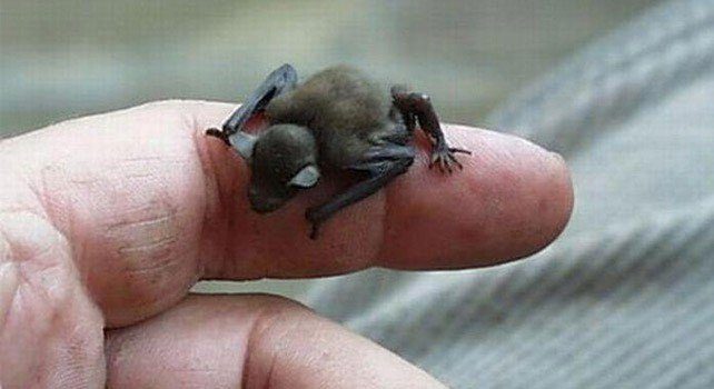 Bumblebee Bat - Worlds Smallest Bat