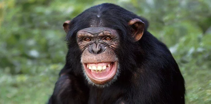 Top Five Chimpanzee Facts