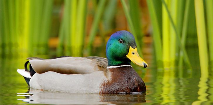 10 Interesting Facts About Ducks