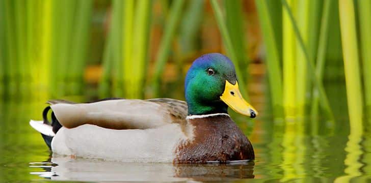 10 Interesting Facts About Ducks - The Fact Site