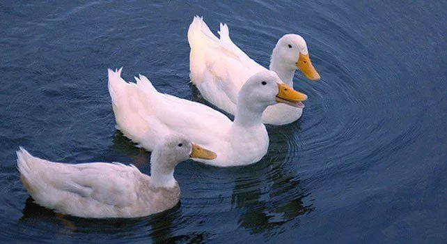 Facts About Ducks