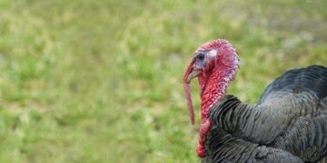 Facts About Turkeys