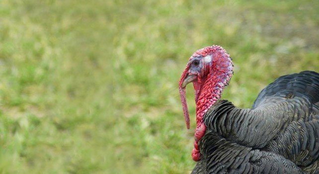 25 Funky Facts About Turkeys - The Fact Site