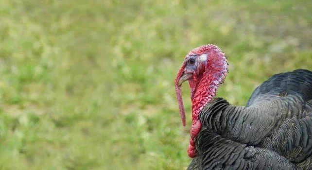 Facts About Turkeys