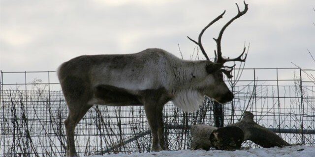 10 Glowing Facts About Rudolph the Red-Nosed Reindeer - The Fact Site