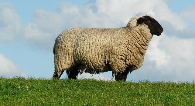 20 Super Facts About Sheep You Wouldn't Baa-lieve