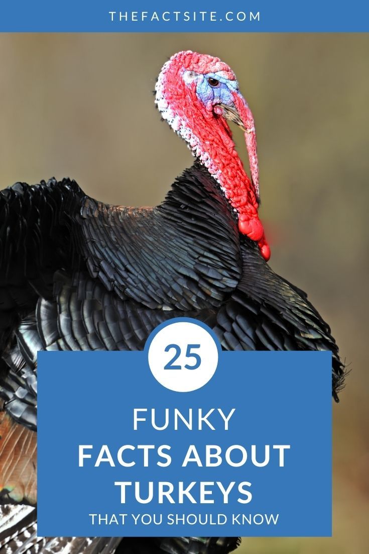 25 Funky Facts About Turkeys