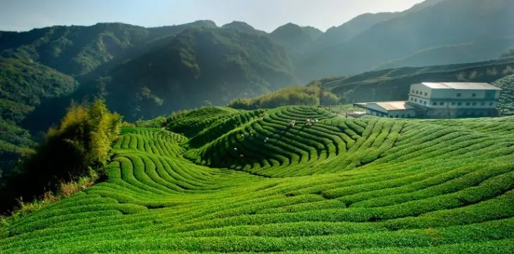 A green tea plantation in China 
