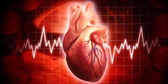 10 Facts About the Human Heart