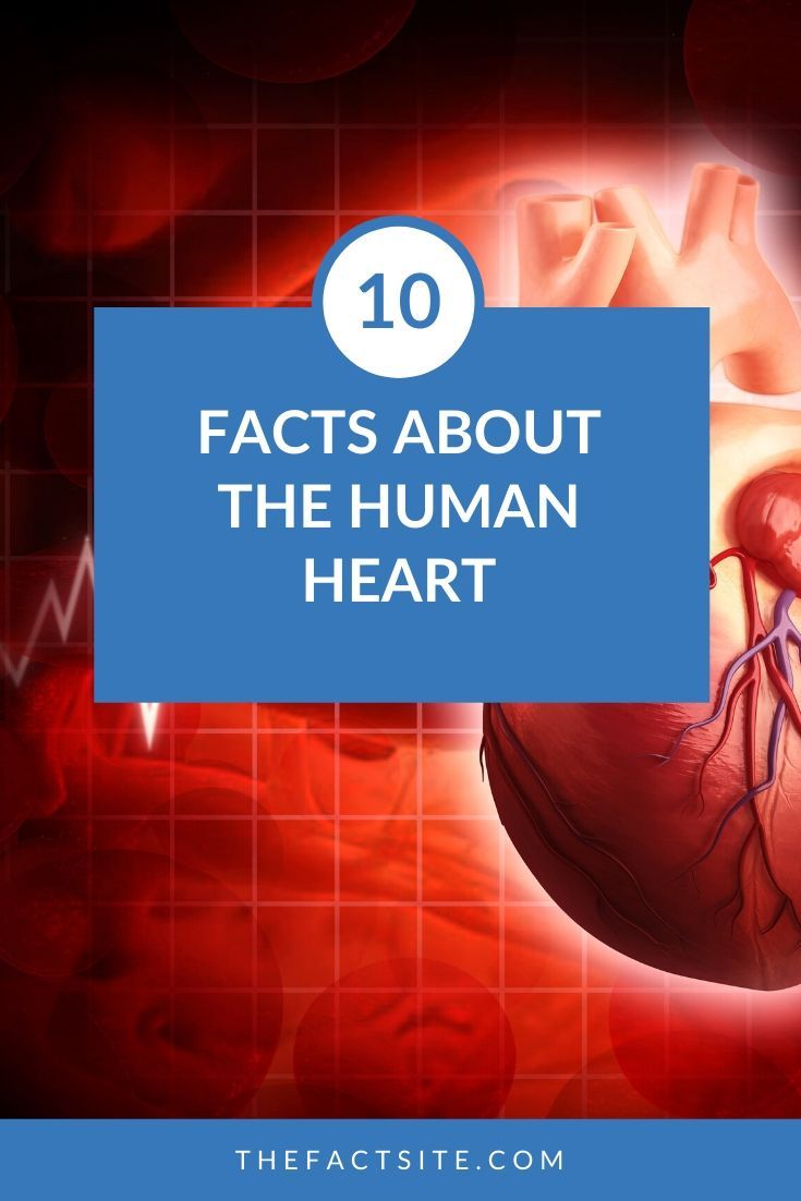 10 Facts About the Human Heart
