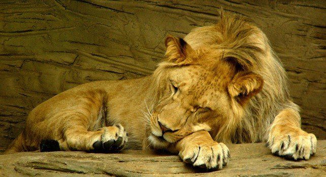 Facts About Lions