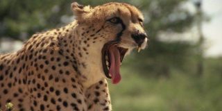 Facts About Cheetahs