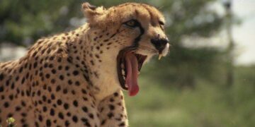 Facts About Cheetahs