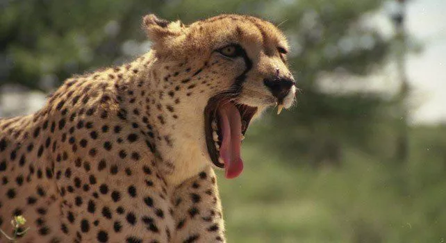 Facts About Cheetahs