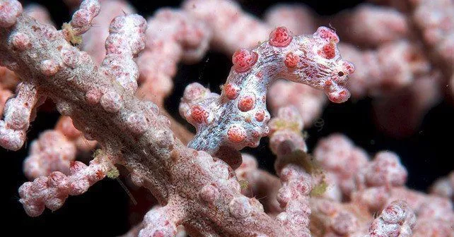 Pygmy Seahorse