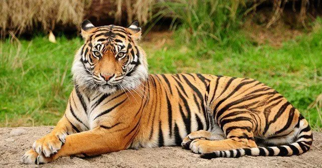 International Tiger Day: Fascinating Facts About the Biggest Wild Cats