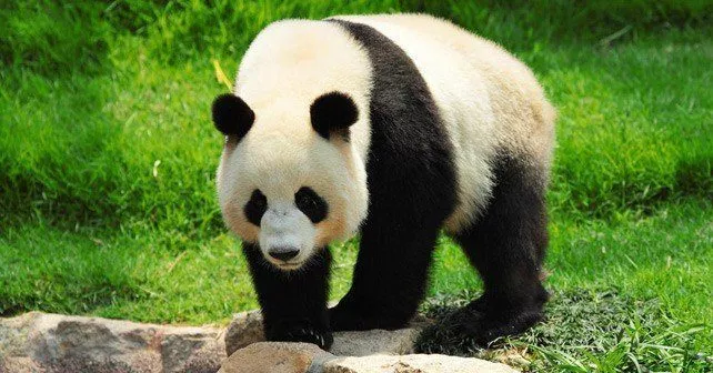 Giant Panda Facts