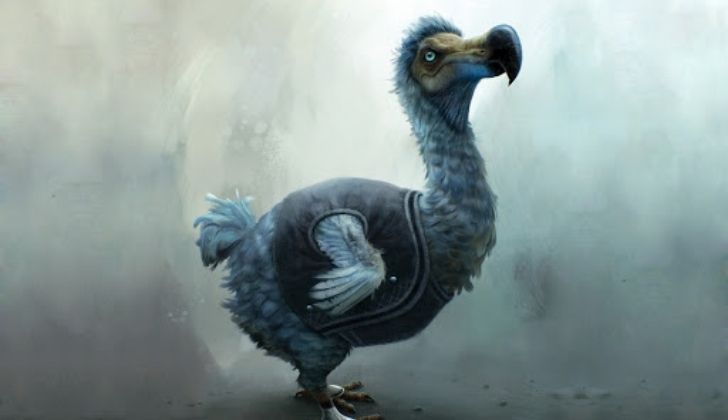 A blue dodo