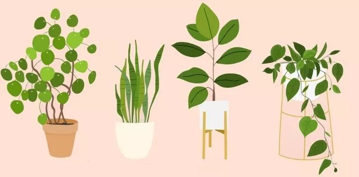 Four common house plants