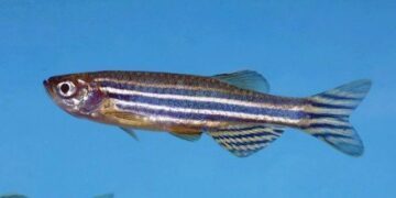 Zebrafish Facts