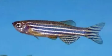 Zebrafish Facts