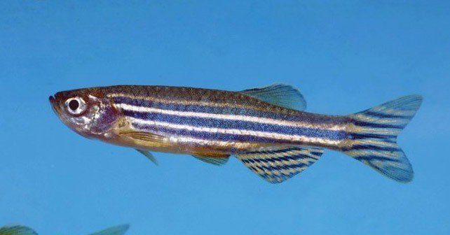 Zebrafish Facts